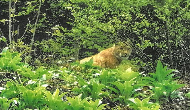 Luchs am Gr&uuml;nen Band (Foto: Susanne Schmidt)