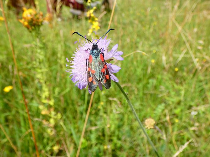 Auch diesen kleinen Kerl kann man auf dem Possen entdecken: das "Ver&auml;nderliche Widderchen" (Foto: Anja Apel)