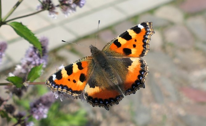 Ein Fuchs (Foto: A.Apel)