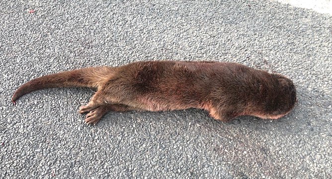 Fischotter bei Gro&szlig;furra vom Auto erfasst (Foto: S. Dietzel)