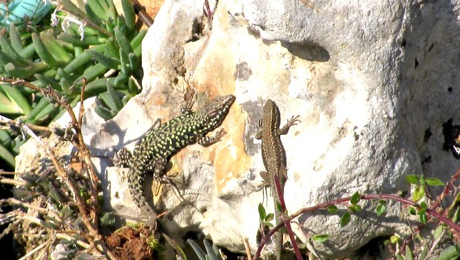Geschützte Zauneidechsen (Foto: Simionoff, Stadtrat) Geschützte Zauneidechsen (Foto: Simionoff, Stadtrat)