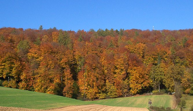 Herbstfärbung (Foto: oas) Herbstfärbung (Foto: oas)