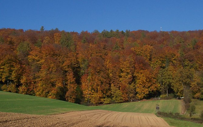 Herbstwald (Foto: oas) Herbstwald (Foto: oas)