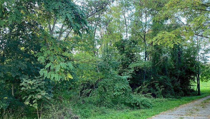 Grünflächenerhalt in Bad Frankenhausen (Foto: Jana Rüdiger) Grünflächenerhalt in Bad Frankenhausen (Foto: Jana Rüdiger)