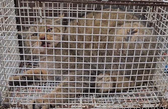Ver&auml;ngstigte Wildkatze nach Kollision mit einen Auto  auf den Weg in die Tierklinik in M&uuml;hlhausen (Foto: S. Dietzel)