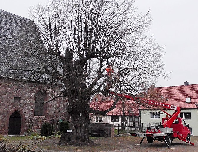 Arbeiten an der Kelbraer Linde (Foto: Ulrich Reinboth)