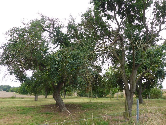 Die Streuobstwiese bei Ebeleben (Foto: Landschaftspflegeverband Südharz/Kyffhäuser) Die Streuobstwiese bei Ebeleben (Foto: Landschaftspflegeverband Südharz/Kyffhäuser)