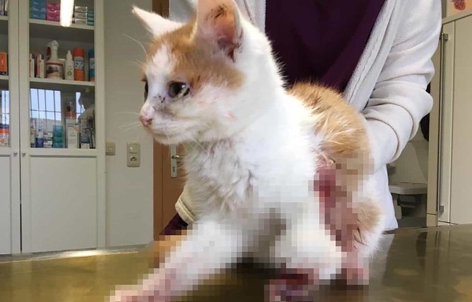 Verletzte Katze aus Abtsbesingen (Foto: Polizei)