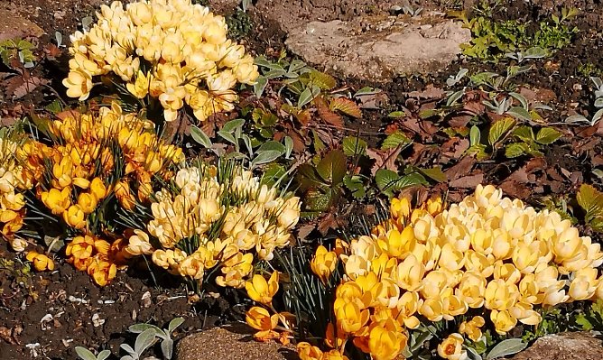 Krokusse recken ihre Köpfe (Foto: T. Leipold) Krokusse recken ihre Köpfe (Foto: T. Leipold)