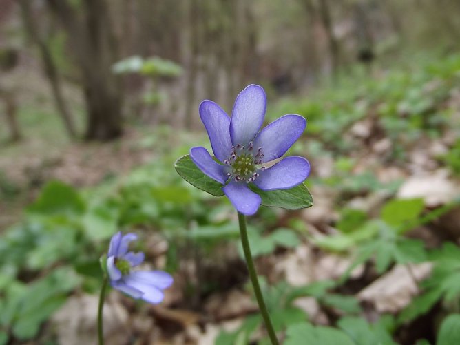 Wieder zu entdecken: das Leberblümchen (Foto: Silke Staubitz) Wieder zu entdecken: das Leberblümchen (Foto: Silke Staubitz)