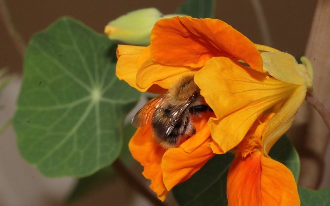 Bienengesundheit fördern (Foto: Eva Maria Wiegand) Bienengesundheit fördern (Foto: Eva Maria Wiegand)