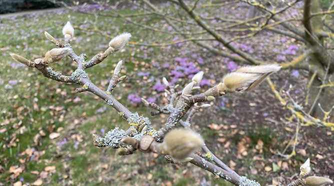 Nachtfröste begleiten weiter des Frühlings Erwachen (Foto: oas) Nachtfröste begleiten weiter des Frühlings Erwachen (Foto: oas)