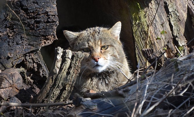 Wildkater Carlo wartet schon sehnsüchtig auf die vielen Besucher (Foto: Katrin Vogel) Wildkater Carlo wartet schon sehnsüchtig auf die vielen Besucher (Foto: Katrin Vogel)
