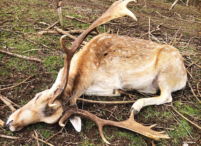 Bet&auml;ubter Damhirsch im Wildgatter in Rockstedt mit Teilen des Drahtzauns in seinem Geweih (Foto: S. Dietzel)