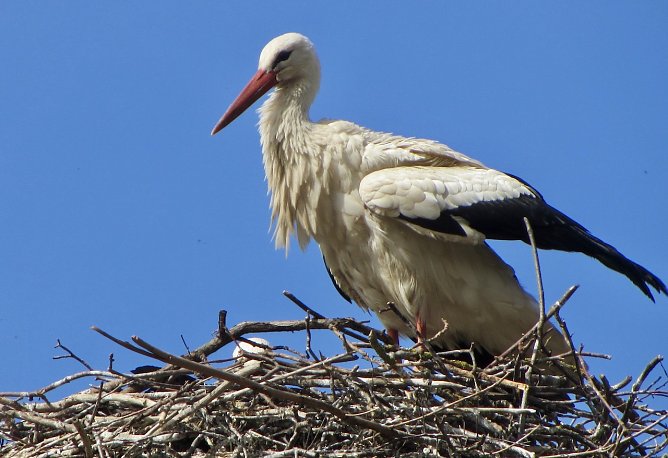 Storch in seinem Horst (Foto: Eva Maria Wiegand)