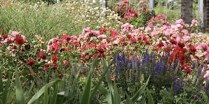 Archiv- Tag des Gartens im Juni (Foto: Eva Maria Wiegand)