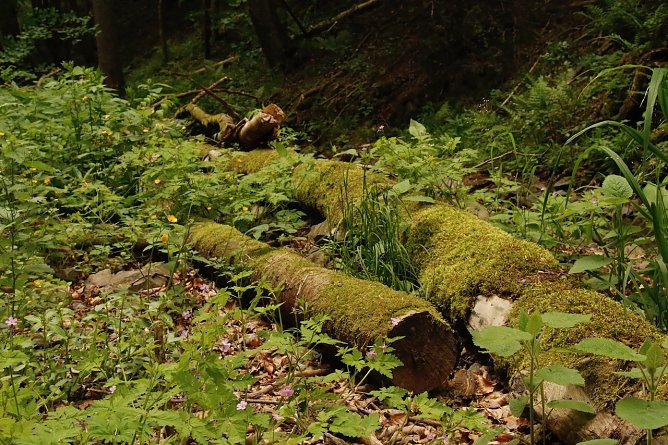 Wetterbild (Foto: agl)