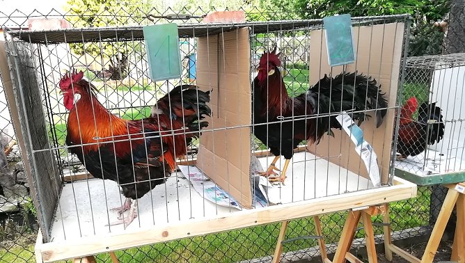 "Kr&auml;hwettbewerb in Etzleben" (Foto: Peter Ke&szlig;ler)