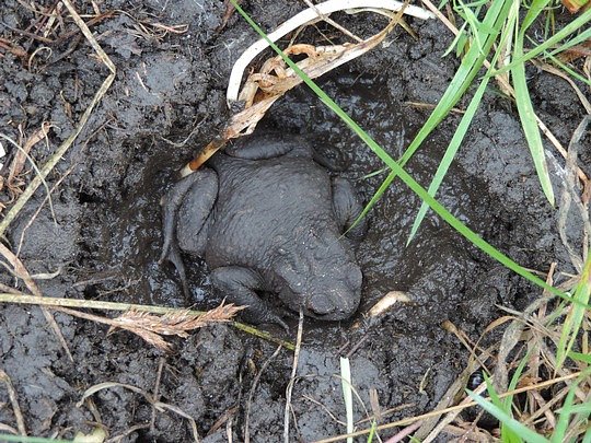 Fr&ouml;sche und Kr&ouml;ten k&ouml;nnen &uuml;ber die Haut atmen. Aber nur, wenn die Haut sehr feucht ist oder sich das Tier im Wasser befindet (Foto: Aquazoo L&ouml;bbeke Museum D&uuml;sseldorf)
