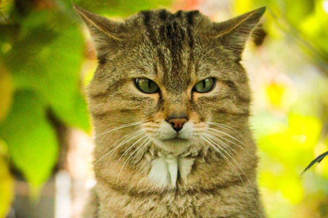 Wildkater Emil freut sich schon auf die Besucher (Foto: Mona Heyn)