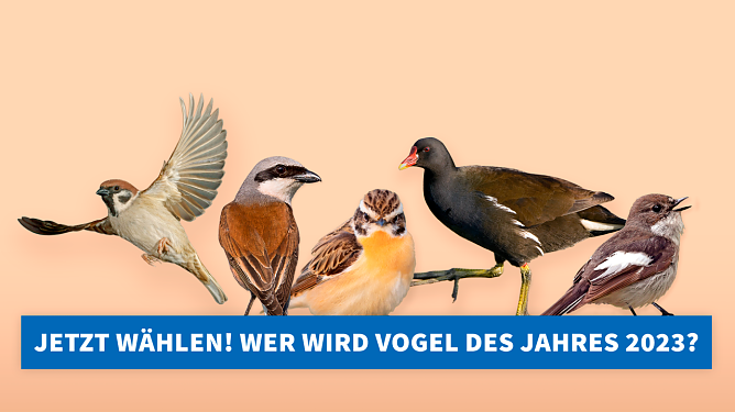 Im September wird wieder der Vogel des Jahres gesucht (Foto: NABU Th&uuml;ringen)