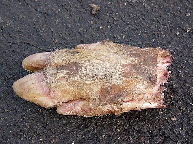 Fehlerder Fu&szlig; (Foto: Karl-Heinz Herrmann)