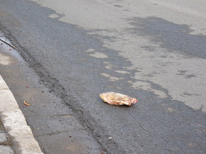 Fehlerder Fu&szlig; (Foto: Karl-Heinz Herrmann)