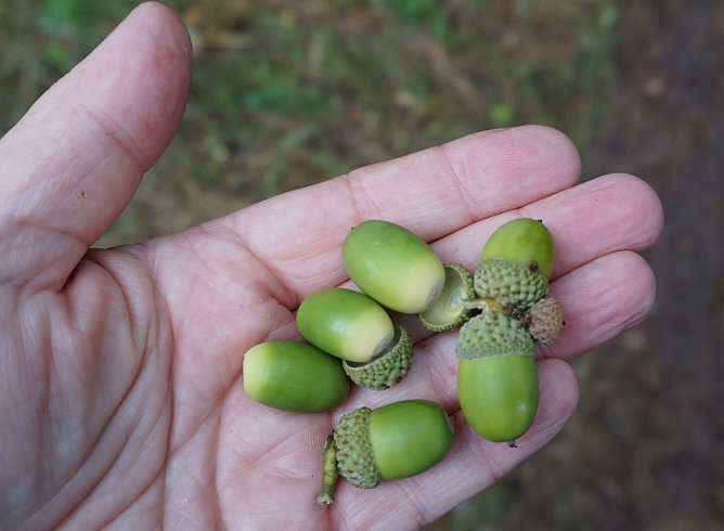 Eichensaatgut (Foto: Th&uuml;ringenForst)