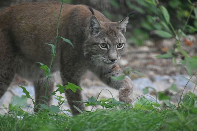 Der Luchs geh&ouml;rt zu den Neuzug&auml;ngen im Park (Foto: B&auml;renpark Worbis)