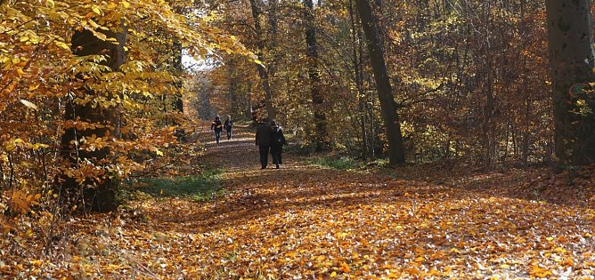 Bunte Herbstfärbung (Foto: Daniela Troeger) Bunte Herbstfärbung (Foto: Daniela Troeger)