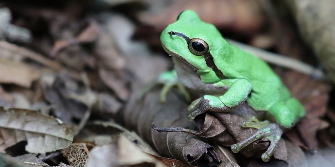 Geschafft: Dieser Laubfrosch hat sein Winterquartier im Laubwald erreicht.  (Foto: &copy; Aquazoo L&ouml;bbecke Museum)