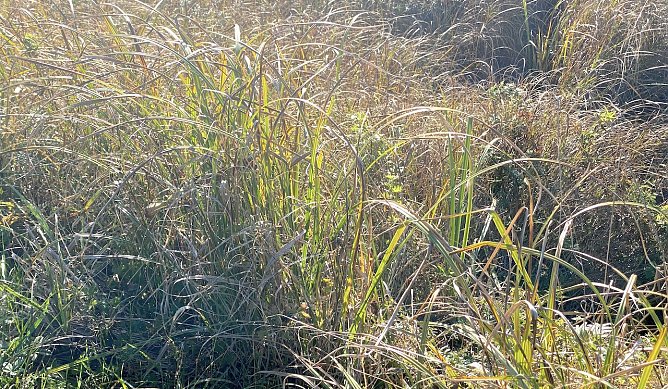 Wechselhaftes Herbstwetter hält an (Foto: oas) Wechselhaftes Herbstwetter hält an (Foto: oas)