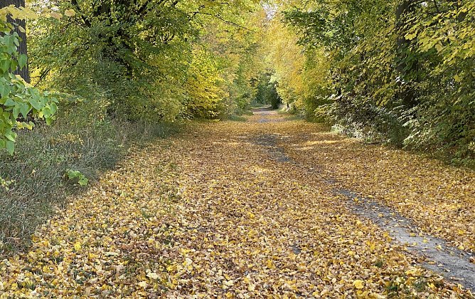 Herbstlaub. Wohin damit? (Foto: oas)