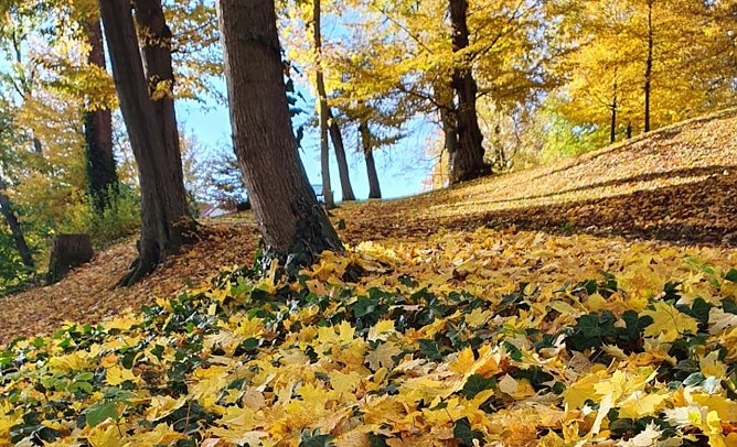 Herbstlaub im Schlosspark Ebeleben (Foto: B&auml;rbel Angermann)