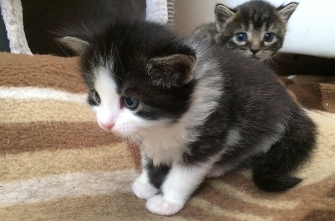 OP Versicherung f&uuml;r Katzen kann sich lohnen (Foto: Eva Maria Wiegand)