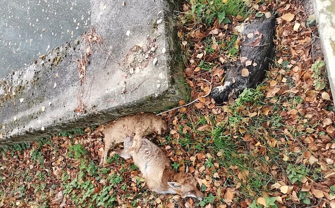Drei Kadaver wurden auf einem Spielplatz in Allmenhausen gefunden (Foto: S.Dietzel)