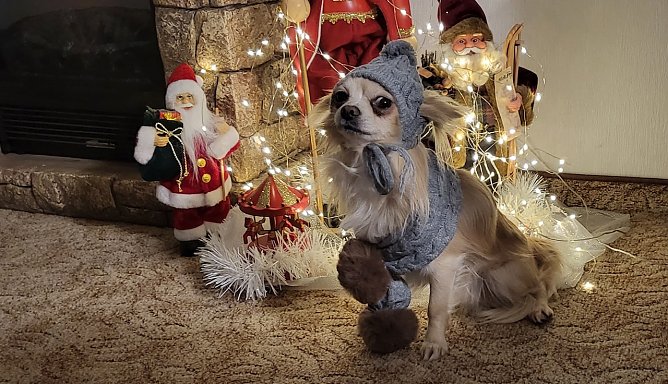 Chihuahua Calvin (Foto: Simone Klein aus Bad Frankenhausen) Chihuahua Calvin (Foto: Simone Klein aus Bad Frankenhausen)