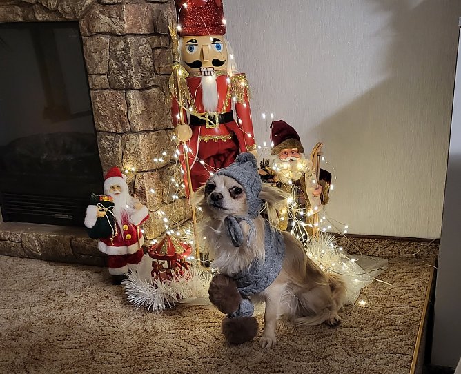 Chihuahua Calvin (Foto: Simone Klein aus Bad Frankenhausen) Chihuahua Calvin (Foto: Simone Klein aus Bad Frankenhausen)