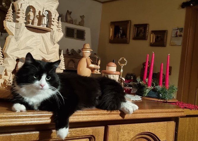 Kater Jerry auf seinem Lieblingsplatz (Foto: Dieter und Petra Hartung) Kater Jerry auf seinem Lieblingsplatz (Foto: Dieter und Petra Hartung)