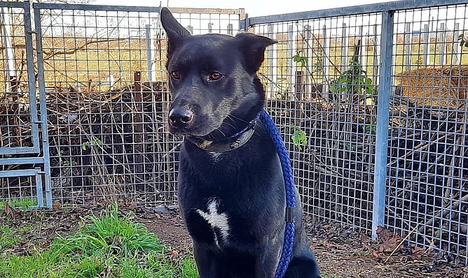 Hat auf einer Weide &uuml;bernachtet: herrenloser Hund bei Gro&szlig;enehrich (Foto: S.Dietzel)