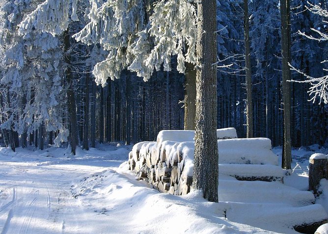 Waldbesucher müssen Holzpolter als eine offenkundige Gefahr erkennen (Foto: Horst Sproßmann) Waldbesucher müssen Holzpolter als eine offenkundige Gefahr erkennen (Foto: Horst Sproßmann)
