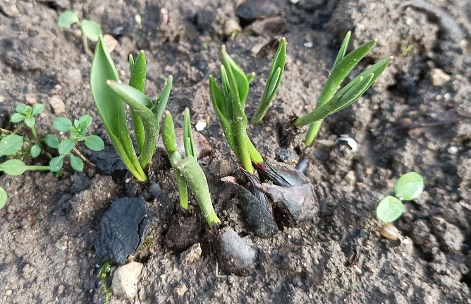 Fr&uuml;hbl&uuml;her bei 17 C im Januar (Foto: T. Leipold)