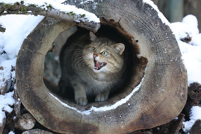 Wildkatze im Winter (Foto: Ingo K&uuml;hl)