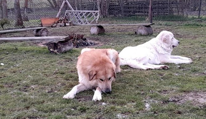 Die wei&szlig;e H&uuml;ndin (rechts im Bild) h&ouml;rt auf den Namen Leika und wird im Mai zwei Jahre alt.  (Foto:  M. Lundershausen )