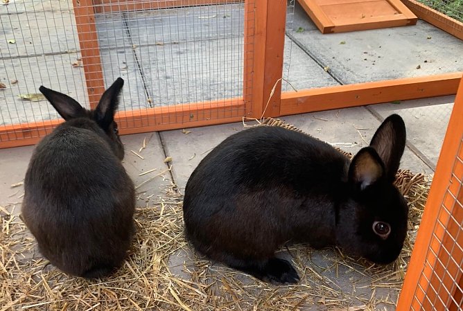 Wer hat Rambo und Klopfer gesehen? (Foto: Jennifer Kirchner) Wer hat Rambo und Klopfer gesehen? (Foto: Jennifer Kirchner)