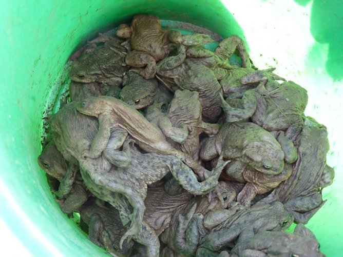 Kr&ouml;tenwanderung zum Hammateich (Foto: Karl-Heinz Herrmann)