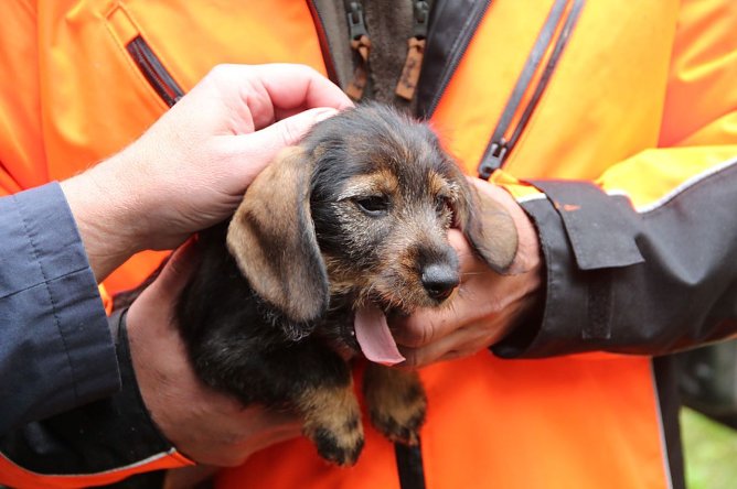 icht selten k&ouml;nnen die Kinder besondere G&auml;ste bei den Waldjugendspielen begr&uuml;&szlig;en: Hier ein Teckelwelpen (Foto: Th&uuml;ringenForst-A&ouml;R)