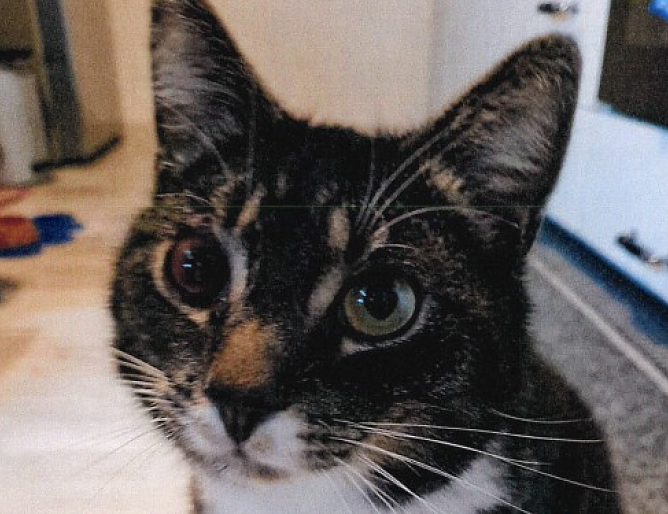 Kater "Penny" wurde durch eine Schuss am Auge verletzt (Foto: Landespolizeiinspektion Nordhausen) Kater "Penny" wurde durch eine Schuss am Auge verletzt (Foto: Landespolizeiinspektion Nordhausen)