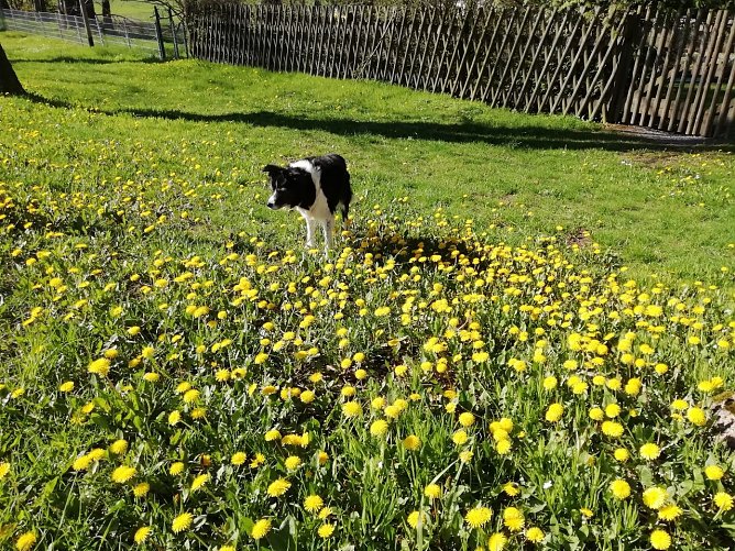 Blütenpracht und Sonnenwärme haben inzwischen auch die Höhen des Harzes erreicht (Foto: W. Jörgens) Blütenpracht und Sonnenwärme haben inzwischen auch die Höhen des Harzes erreicht (Foto: W. Jörgens)