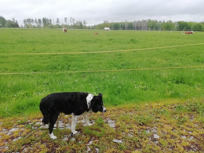 F&uuml;r unsere Wetterh&uuml;ndin Cira war der Spaziergang in Sophienhof heute nicht so angenehm wie zuletzt: 13 Grad bei leichtem Wind und sich anbahnendem Regen  (Foto: W. J&ouml;rgens)